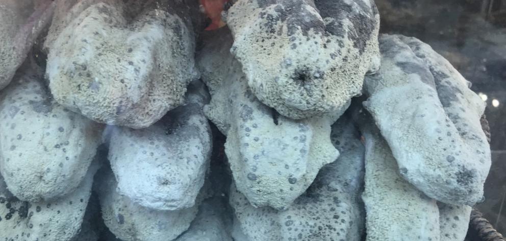 Sea cucumber is an expensive addition to some Asian dishes.

