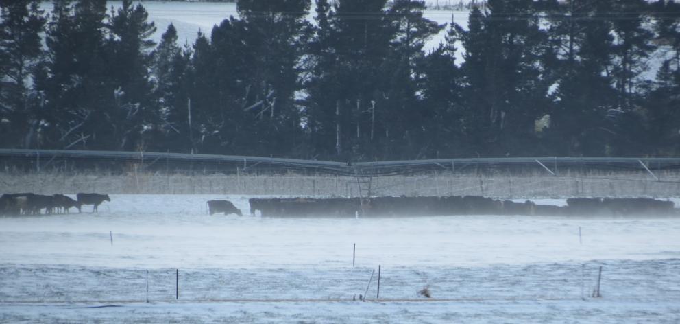 Dairy cows on The Cow Farm at Ettrick huddle together as the wind whips snow over paddocks. PHOTO...