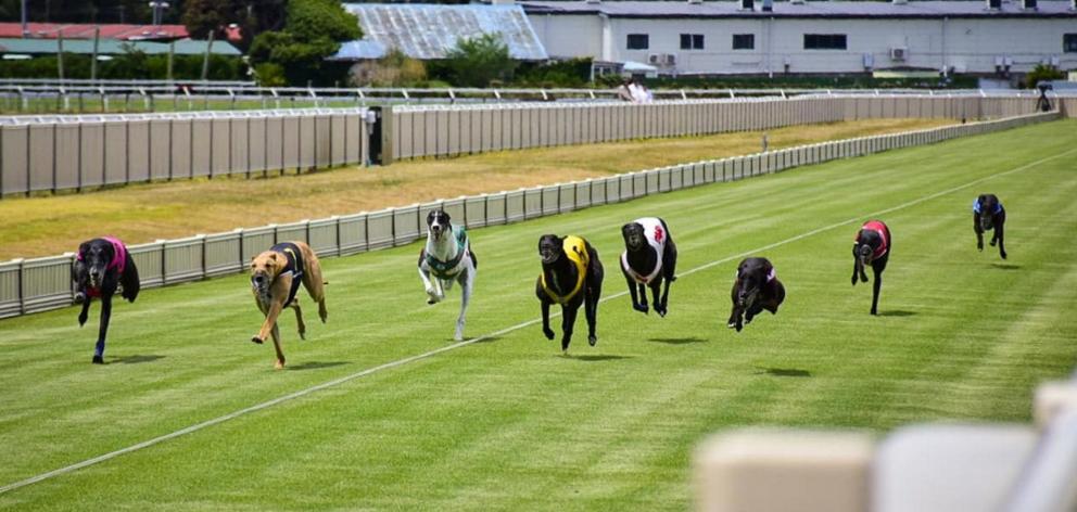 The greyhound racing industry is hopeful for a ban overturn. Photo: Supplied