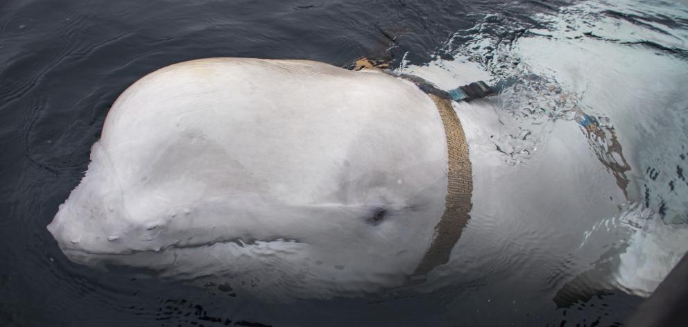 The beluga whale was found off the northern Norwegian coast wearing a harness strap with a mount...