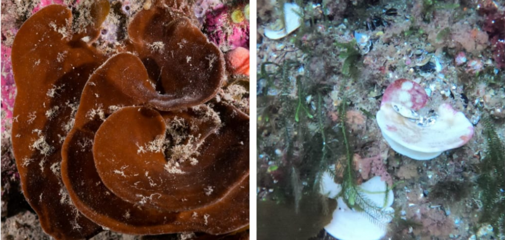 Unbleached and bleached sponges seen side-by-side. Photo: Supplied via RNZ