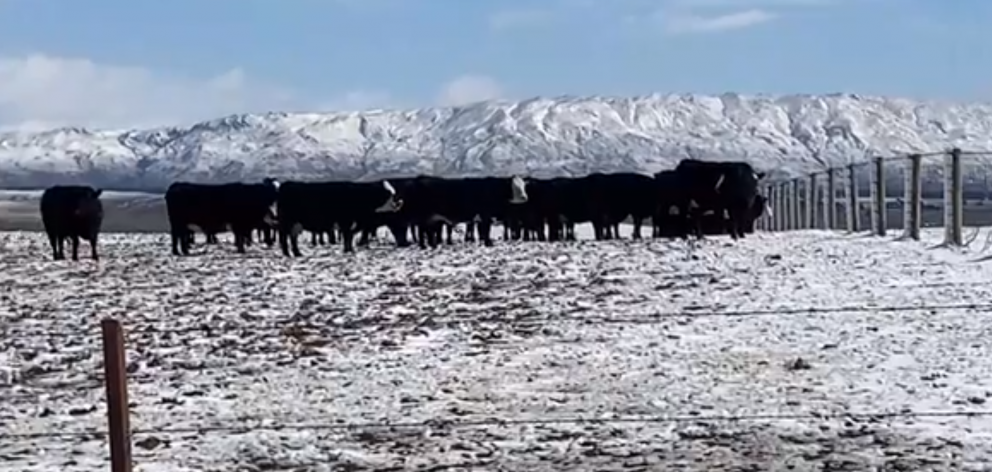 Cows in front of a snowy Lammermoor Range near Clarks Junction this morning. IMAGE: STEPHEN JAQUIERY