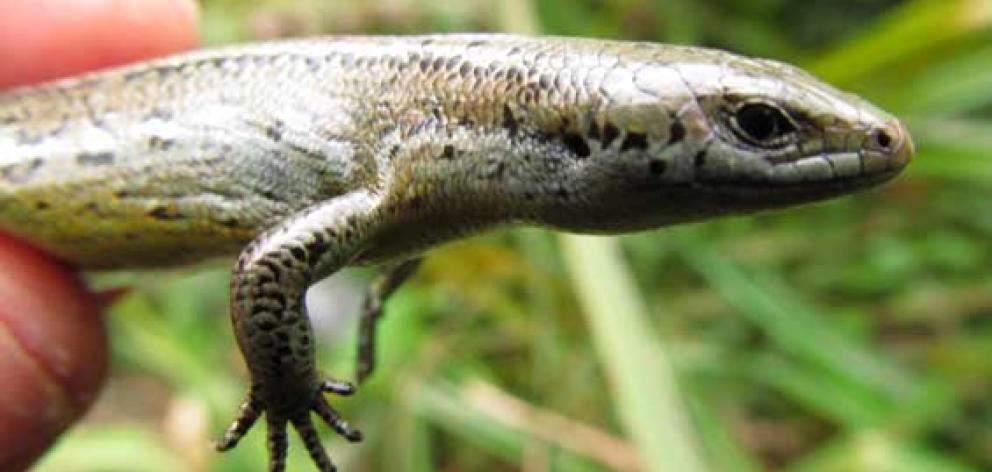 The Te Kakahu skink is classified as ‘‘nationally critical’’ because of its numbers and the fact...