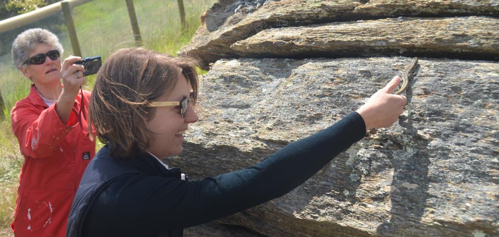 Releasing a fully grown Otago skink into the Mokomoko Dryland Sanctuary are Central Otago...