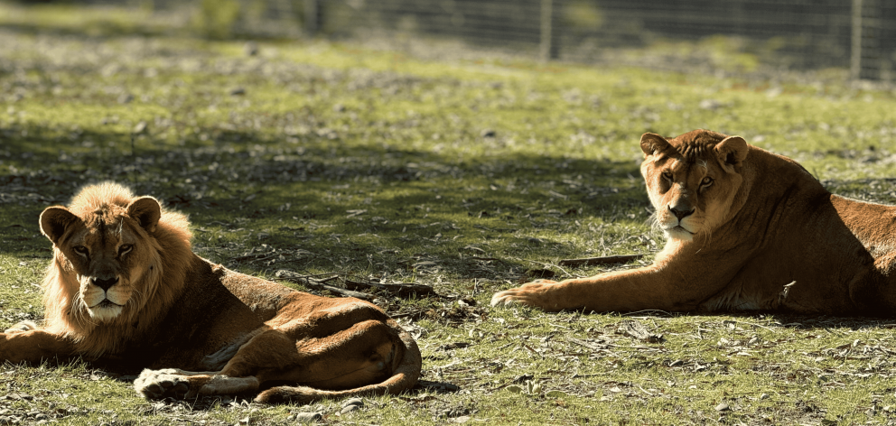 Meeka (left) and Mambila. Photo: Supplied / Orana Wildlife Park