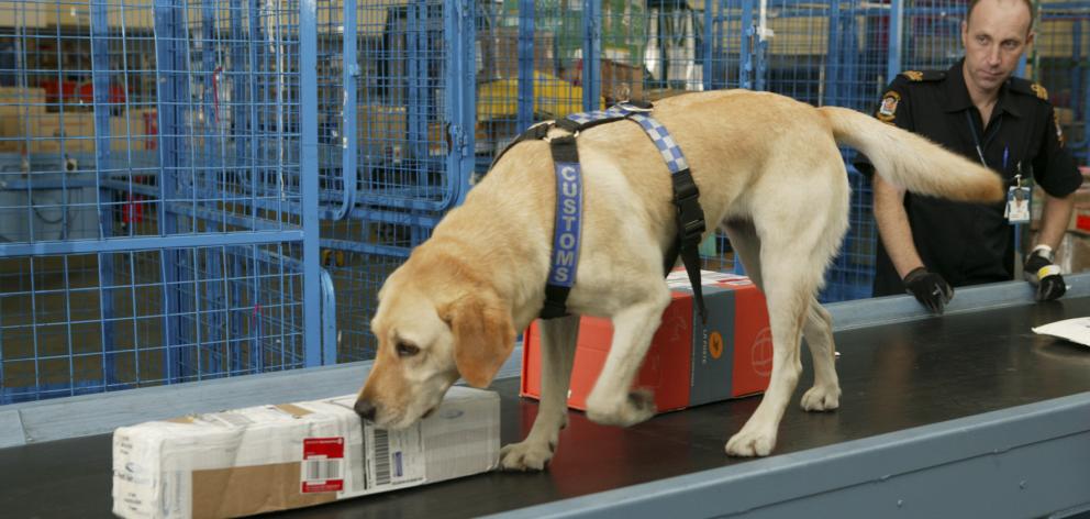 Police say a law change is needed to allow drug-detection dogs out of the Customs-controlled international areas into the domestic terminals. Photo: NZ Customs Service