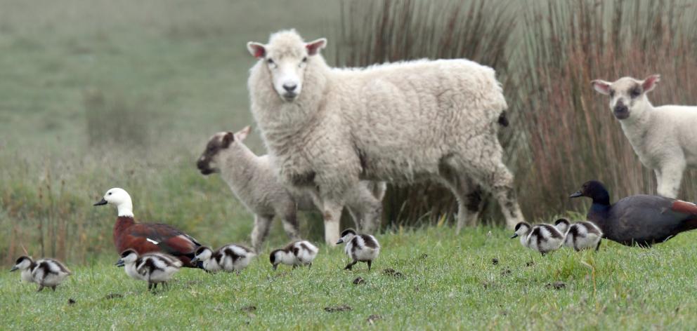 Whaaat? This sheep and her lambs near Aramoana appear to be thinking  ‘‘what’s with that?’’  at...