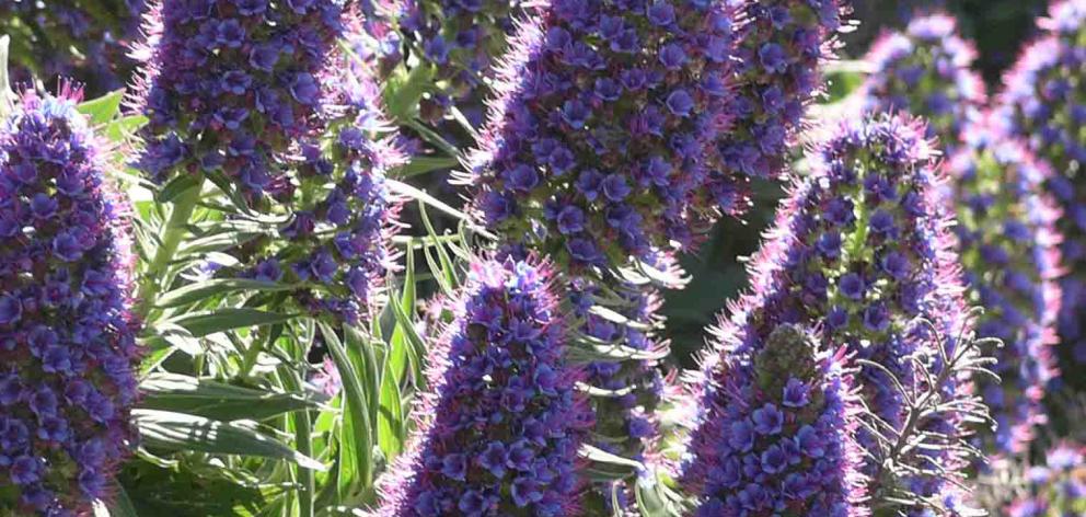 What E. candicans is supposed to look like. Photo: Wikimedia Commons