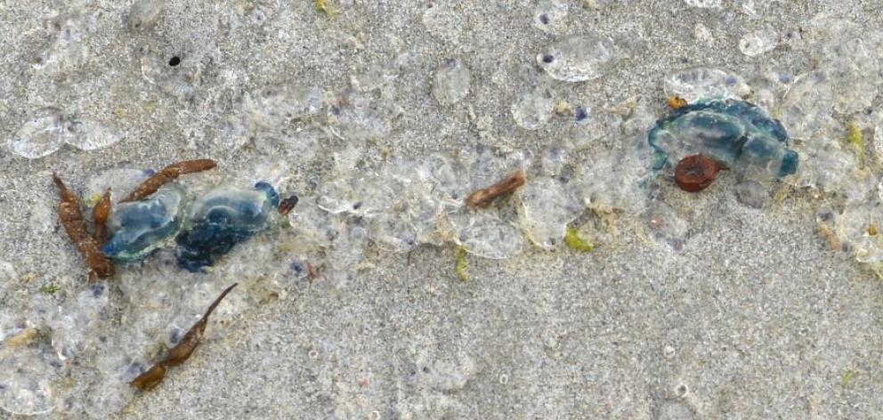 Bluebottles washed up on St Clair Beach yesterday. Photo by Peter McIntosh. Bluebottles washed up on St Clair Beach yesterday. Photo by Peter McIntosh.