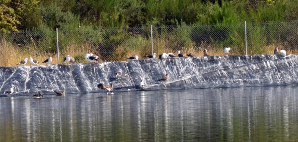 Black-backed gulls roost on the fouled edge of Mt Grand reservoir in Dunedin this week.  Photo by Stephen Jaquiery. 