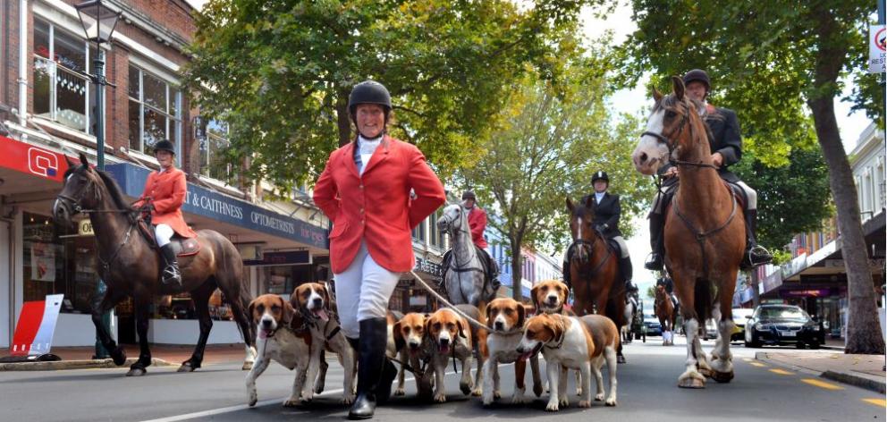 Otago Hunt member Anne Beattie leads her harrier hounds up George St, Dunedin, flanked and followed by equestrian riders as part of the Ride the Rhythm street parade to the Octagon yesterday. Photo by Gerard O'Brien. 