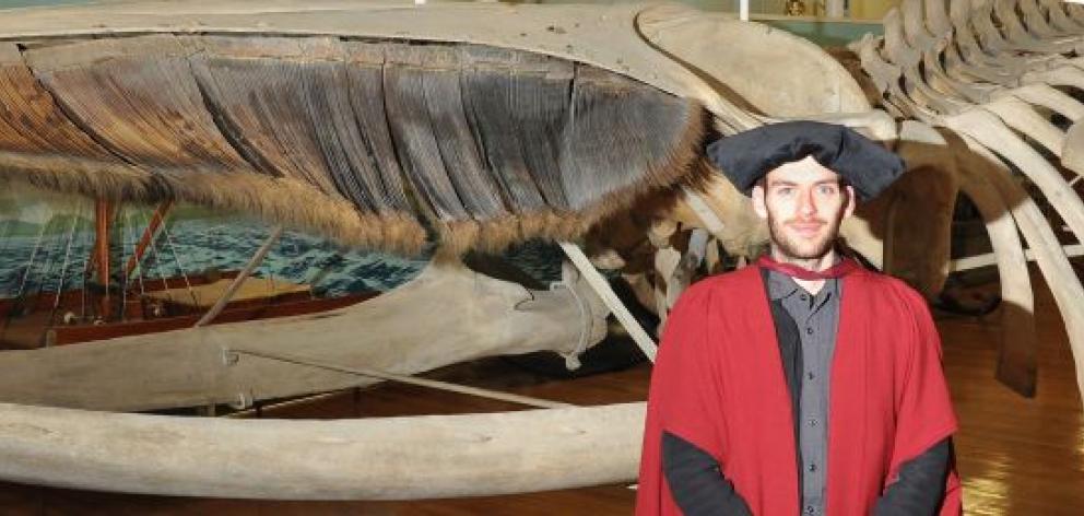 University of Otago doctoral graduand and whale researcher Felix Marx (28) stands in front of a 16.7m-long fin whale skeleton, now displayed at the Otago Museum maritime gallery. This baleen whale specimen was found washed up on the coast near Nelson in 1