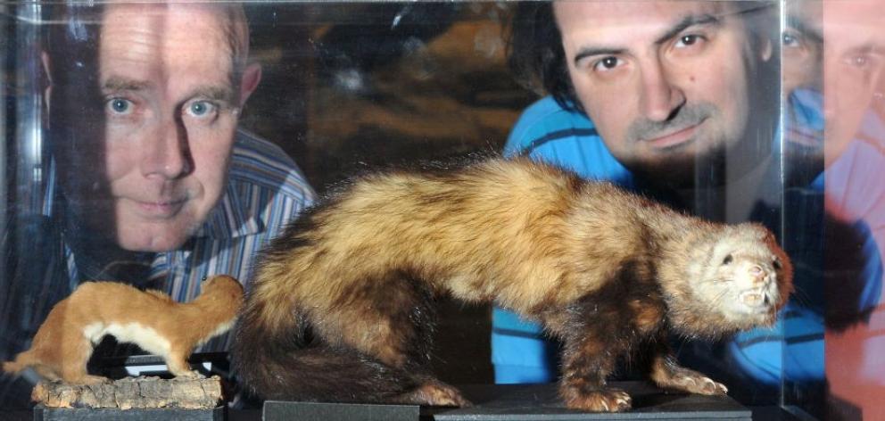 The University of Otago's Prof Neil Gemmell (left) and PhD candidate Aidin Jalilzadeh, pictured with some stuffed ferrets at Otago Museum, are working on a new way of controlling pest populations. Photo by Craig Baxter. 