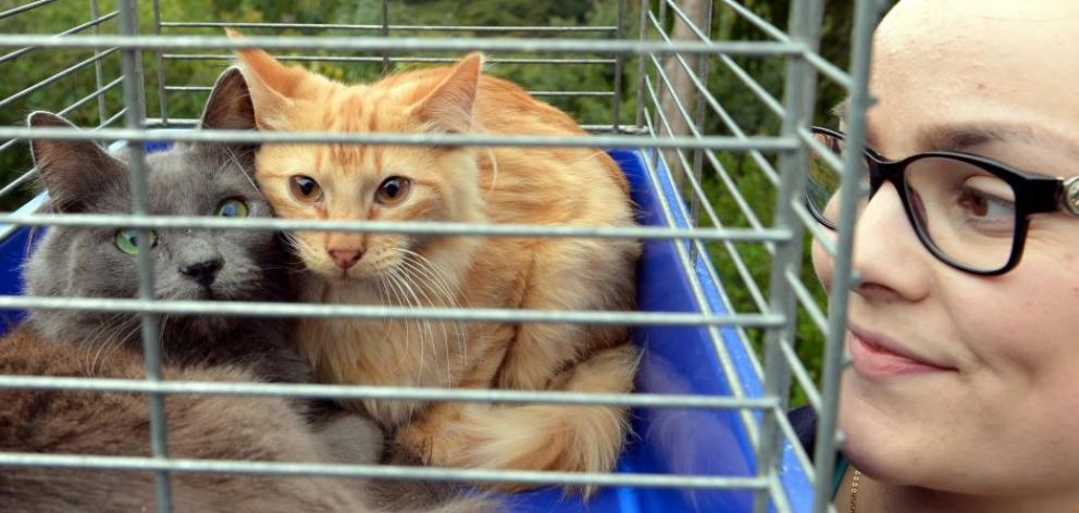  SPCA Otago animal manager Grace Hepburn with two of the 20 cats removed from a Dunedin home. Photo by Stephen Jaquiery.