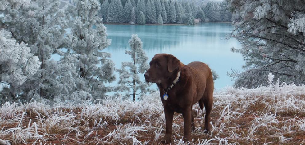 Lynlee Officer's chocolate labrador at Lake Ruataniwha. Photo: NZ Herald/ supplied 