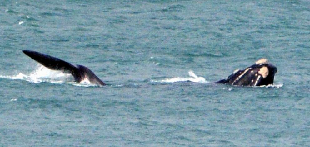 A southern right whale surfaces in Otago Harbour between Quarantine Island and Goat Island yesterday. Photo by Gerard O'Brien