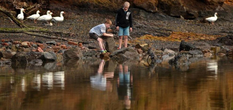 Port Chalmers School pupils Liam Landreth (8) and Riley Hill (9) play at Mussel Bay yesterday near some of the geese due to be culled. Photo: Stephen Jaquiery