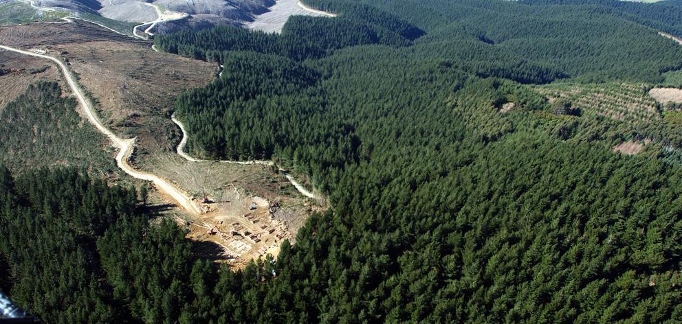 New Zealand's plantation forests, like much of the country's industry, were opened up to private investment in the early 1990s after sweeping economic reforms the previous decade. Photo: ODT files 