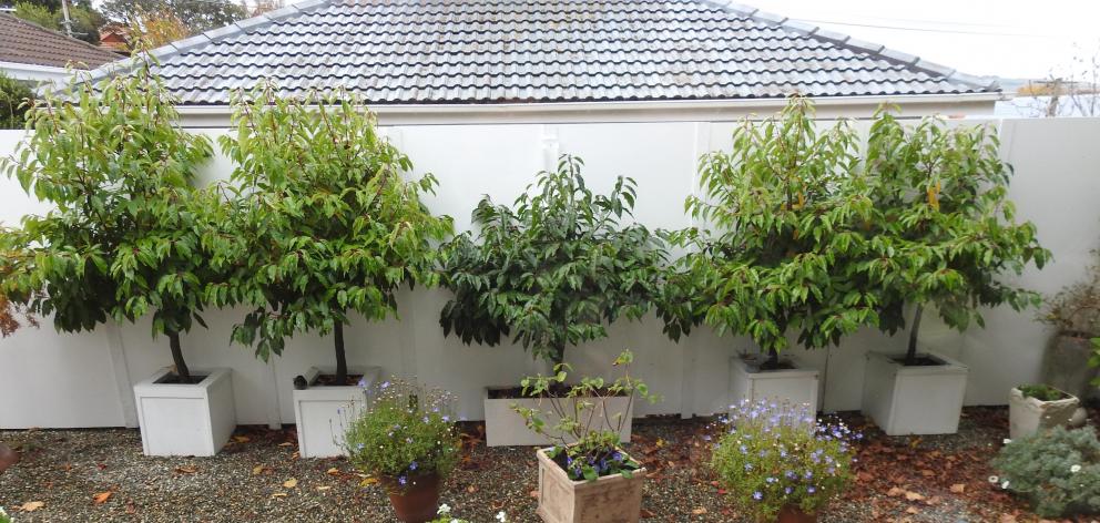 Prunus lusitanica grows well in planter boxes.