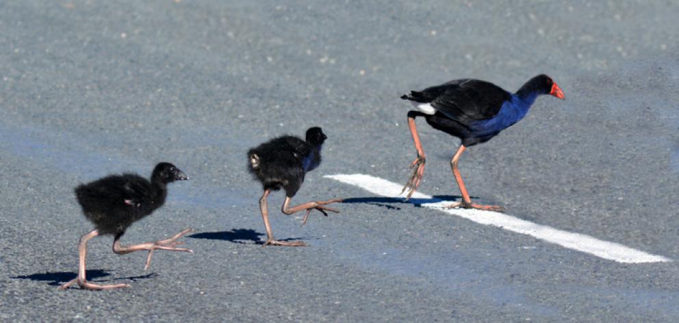 The pūkeko is probably one of the most recognised birds in New Zealand with its distinctive...