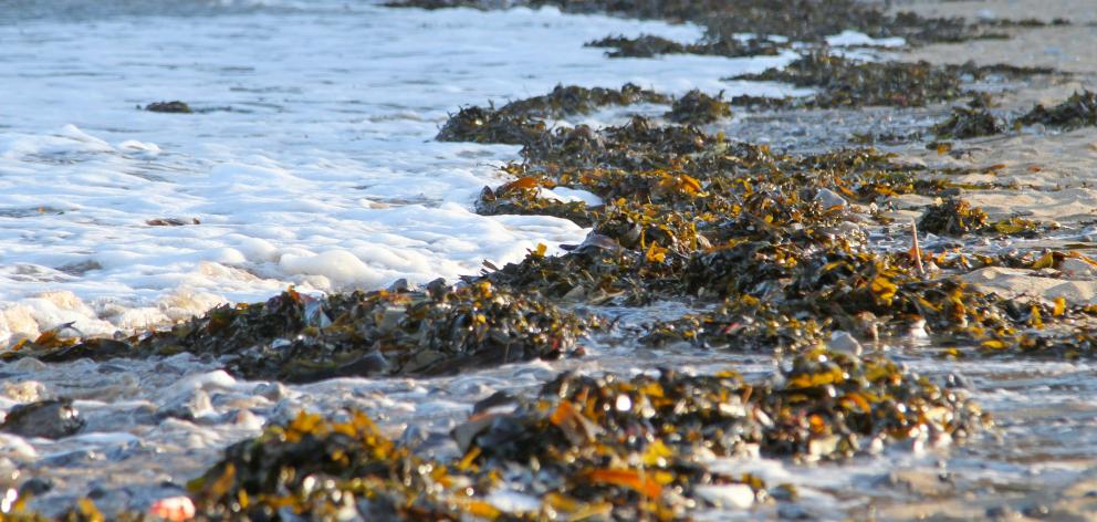 Seaweed is part of many coastal cuisines in Asia and Europe. Maori ate karengo, a red seaweed found on rocky shores, and used bull kelp to store processed muttonbird. Photo: Getty Images 
