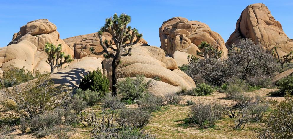 The Joshua Tree National Park in California. Photo: Getty Images