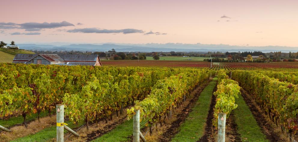 Gisborne/Hawkes Bay is described as the country's most bullish region. Photo: Getty Images