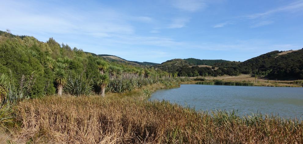 Kae Pond in the Tiromoana Bush. Photo: David Norton