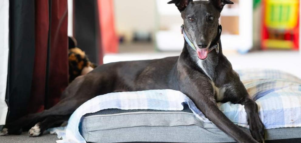 Zoomer. Photo: Supplied