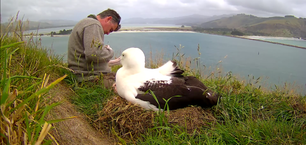 Doc ranger Lyndon Perriman cleans maggots off the chick, watched by its mother RBK, at Taiaroa...