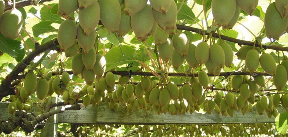 Psa infected 80% of kiwifruit orchards nationwide and is estimated to have cost the industry up...