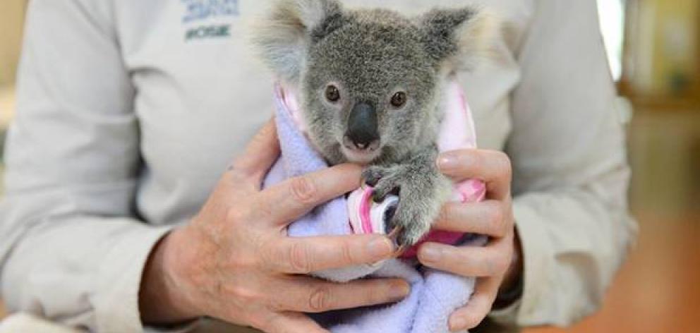 Orphaned joey Shayne has become attached to a soft toy koala after the death of its mother. Photo...