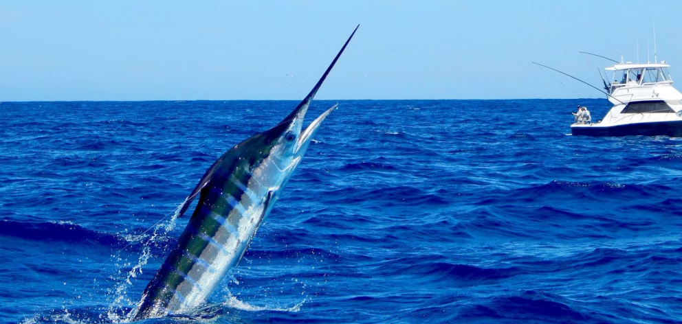 The man suspected he had hooked a marlin right before falling overboard. File photo: NZ Herald