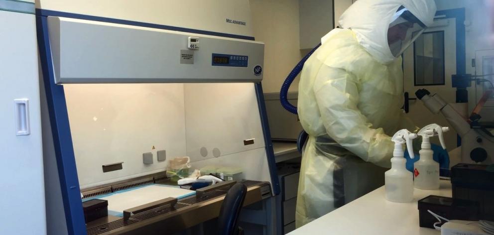 A scientist  inside the University of Otago PC3 high-containment laboratory; the first New...
