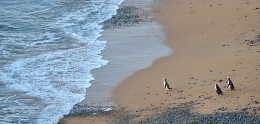 Penguins at Bushy Beach Scenic Reserve. Photo: DOC
