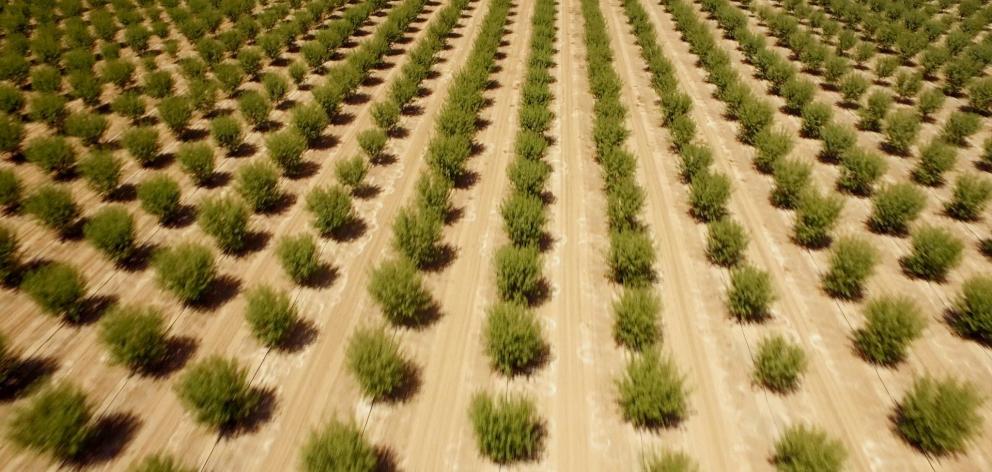 New plantings of pistachio trees stretch across the Californian desert.  Photo: supplied