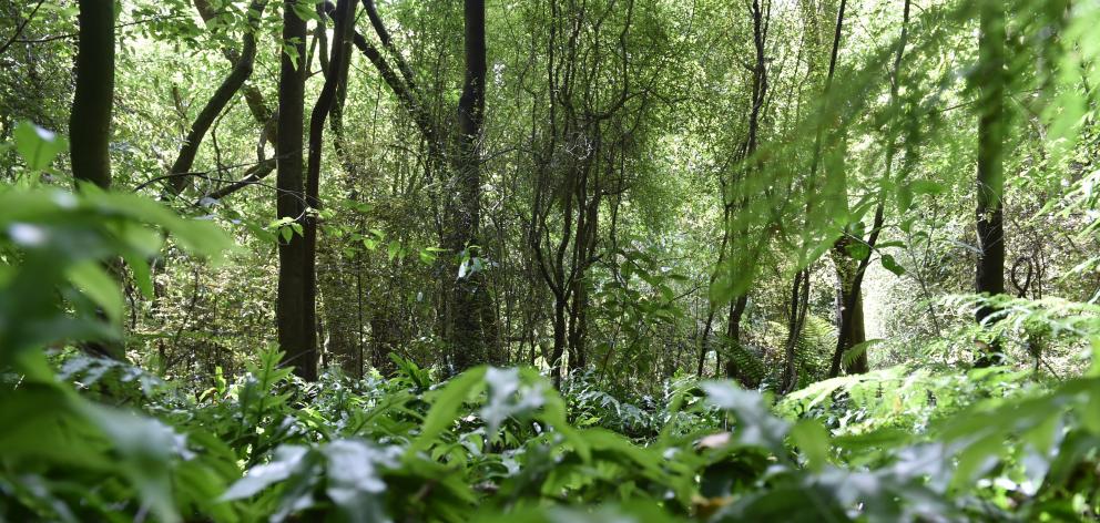 There are 11.5ha of bush in the Dunedin Botanic Garden. PHOTO: GREGOR RICHARDSON