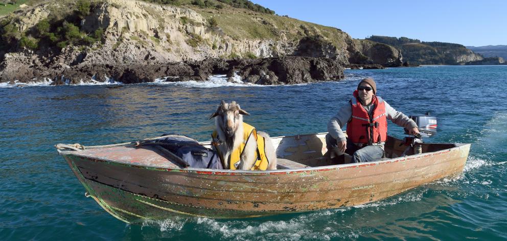 Dan the goat man, from Purakaunui, takes his pet goat Alex around Potato Point to go camping....
