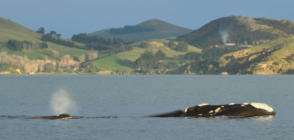 A southern right whale calf spouts while following its mother in Otago Harbour. Photo: Stephen...