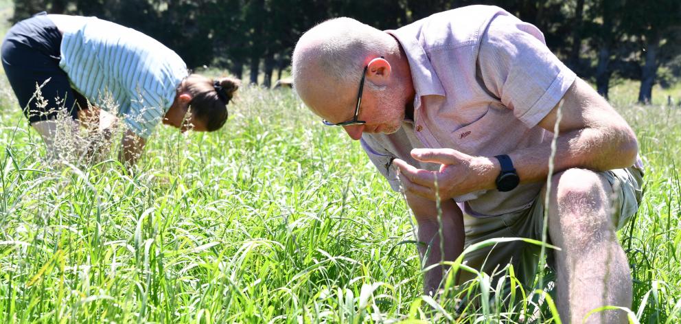 Dylan and Sheree Ditchfield in their multi-species permanent pasture, sown 12 months ago. 