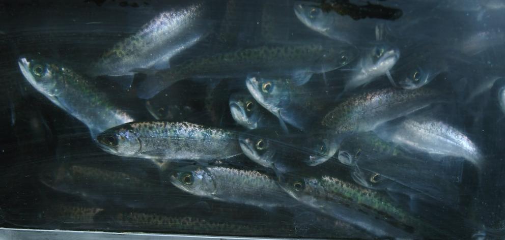Salmon smolt raised in Canterbury peer out from a trailer before their release into Lindsay Creek...