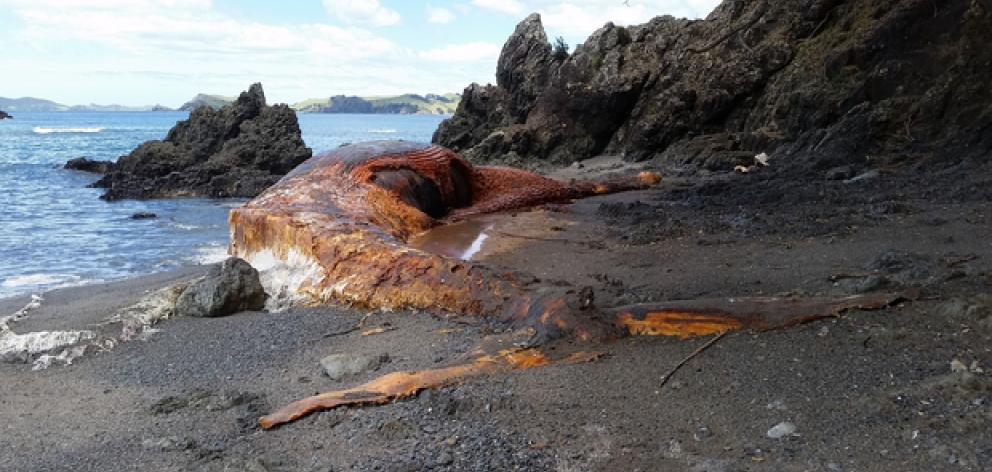 The large whale carcass is slowly decomposing, but not quickly enough for the property owners....