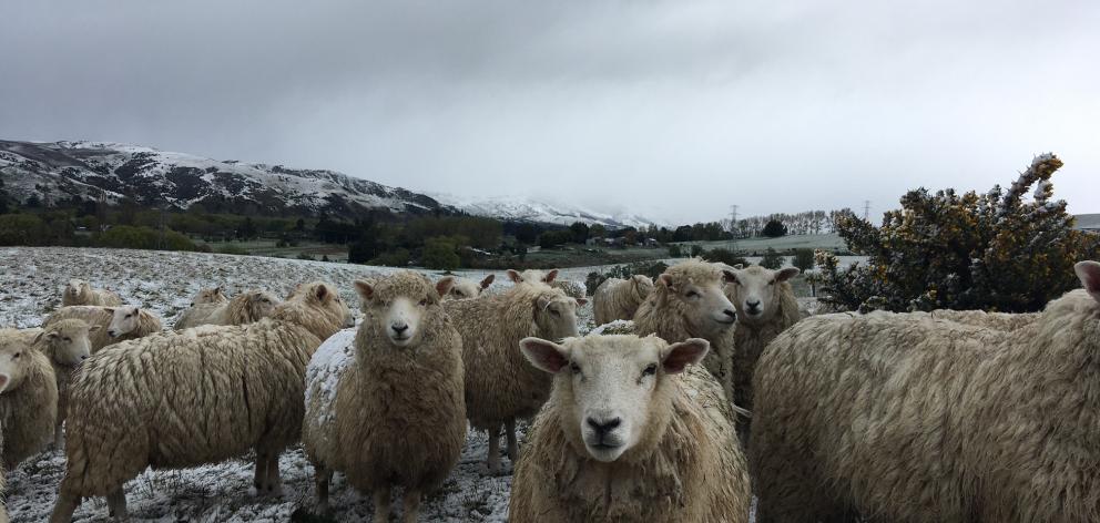 A cold afternoon for sheep in the Teviot Valley, where snow was starting to settle around 4pm....