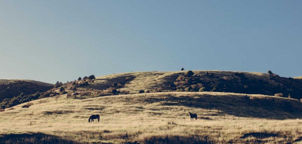 The Catlins is a scenic location for a horsetrekking operation.
