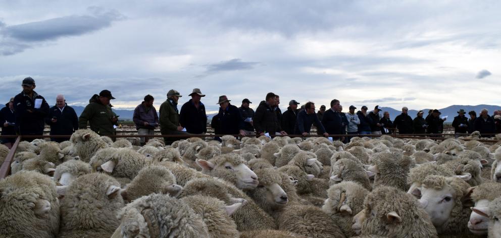 More than 17,000 lambs attracted more than 100 people to the annual sale.