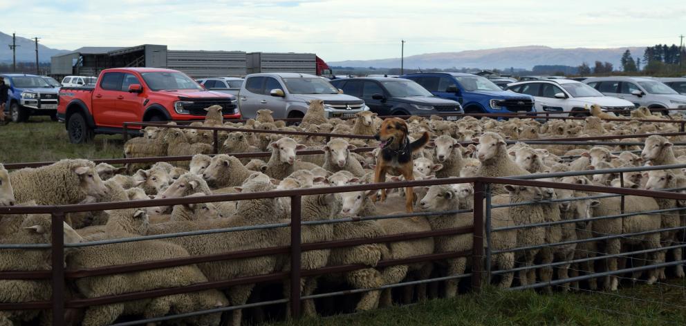 Working dog Floss, of Ashburton, helps move lambs on to a truck at the Maniototo Last Muster Sale...