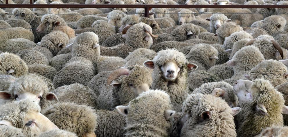 A pen of halfbred lambs at the Maniototo Last Muster Sale.