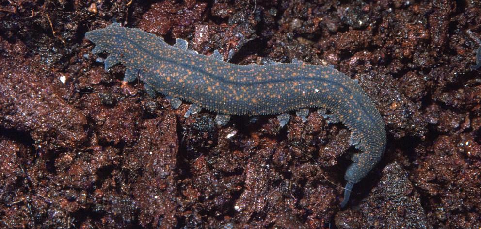 A peripatus. PHOTOS: UNIVERSITY OF OTAGO DEPARTMENT OF ZOOLOGY