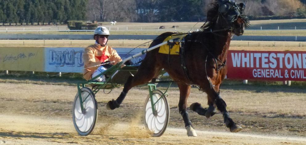 Arran Chief is in form ahead of tonight’s assignment at Addington. Photo by Matt Smith.