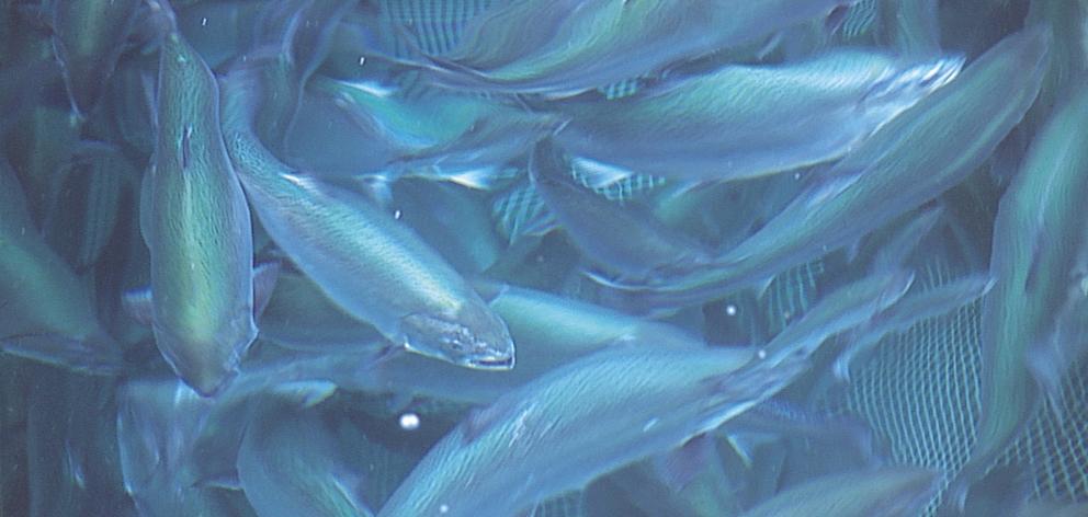 One of New Zealand King Salmon's seven seafarms in the Marlborough Sounds. PHOTO:SUPPLIED